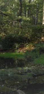 Serene forest pond with green foliage and calm water, perfect for nature lovers.