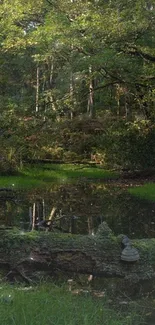 Lush green forest with water reflection.