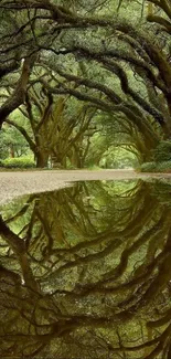 Serene forest pathway with reflection in water.