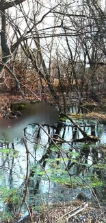 Tranquil forest pond with tree reflections in serene natural setting.