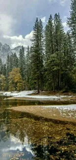 Serene forest with river reflections and pine trees in winter.