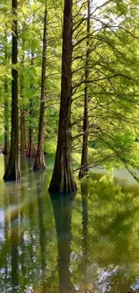 Serene forest with tree reflections on calm water, creating a peaceful natural scene.