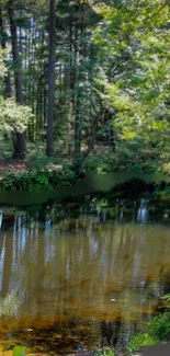 Serene forest with water reflection and lush greenery.