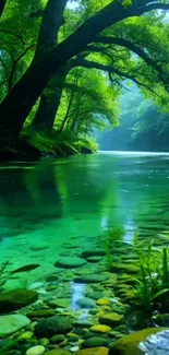 Serene forest river with lush greenery and clear water.