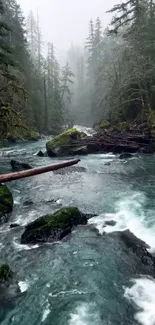 Misty forest river with mossy rocks in a serene landscape.