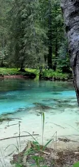 Peaceful forest river scene with lush greenery and clear water.