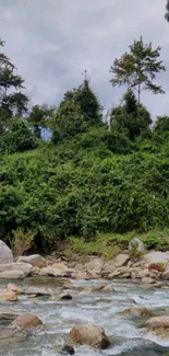 Serene wallpaper of a forest river stream with lush greenery.