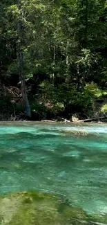 Serene forest river flowing under trees, capturing nature's tranquility.