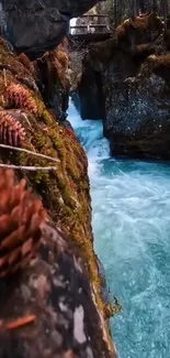 Tranquil forest river scene with moss and water.