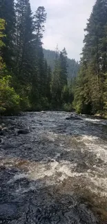 Tranquil forest river with lush greenery and flowing water.