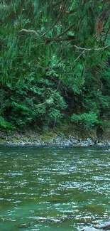 Serene forest river scene with lush green trees.