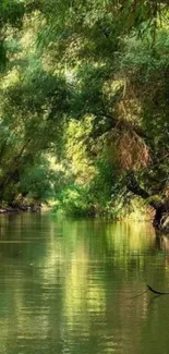 Serene forest river with lush greenery in a peaceful setting.