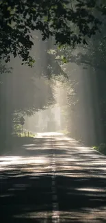 Serene forest road with sun rays through trees.