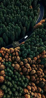 Wallpaper of a lush forest with a winding road, viewed from above.