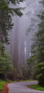 Serene road winding through misty forest with lush greenery.