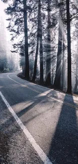 Serene forest road with sunlight streaming through trees, creating long shadows.