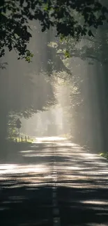 Sun rays filtering through the forest, illuminating a tranquil road.