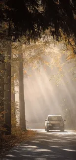 A car driving on a forest road with sunlight filtering through trees.