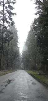 Serene forest road with tall trees in winter.