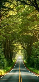 Serene forest road with lush greenery