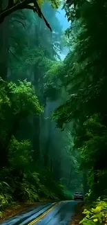 A serene forest road with lush greenery and mist.