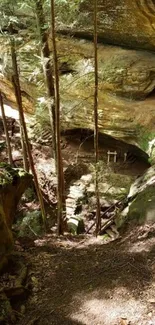 Serene forest path leading to a hidden cave