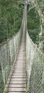 Rope bridge stretching through lush green forest canopy, offering a serene view.