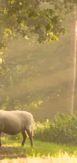 Deer standing in a sunlit forest clearing.