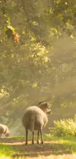 Sheep grazing peacefully in a sunlit forest path.