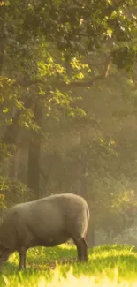 Sheep grazing peacefully in a lush, sunlit forest scene.