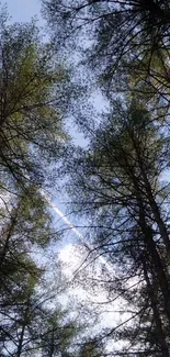 Forest trees reaching towards a blue sky.