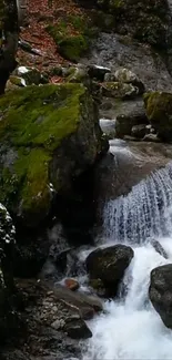 Serene forest stream with mossy rocks and cascading water.