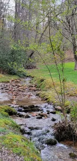 Mobile wallpaper of a tranquil forest stream flowing through lush greenery.