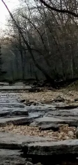 Tranquil forest stream with rocks and trees in a serene setting.