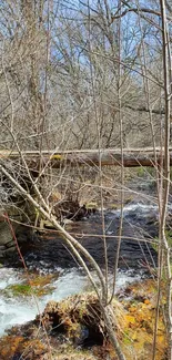 Serene stream flowing through a forest landscape filled with trees.