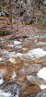 Serene stream with rocky banks in a forest setting.