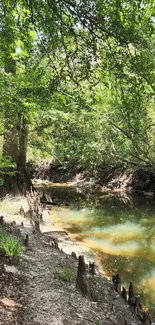 Serene forest stream with lush greenery and a calm water reflection.