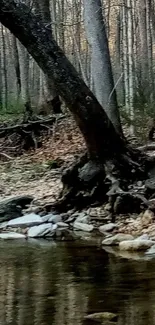 Serene forest stream with reflections on calm water.