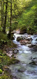 Serene forest stream with lush greenery and flowing water.