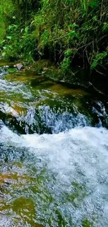 Serene forest stream with lush green foliage.