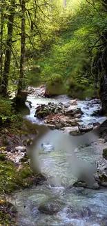 Serene forest stream with lush greenery and clear water.