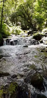 Serene forest stream with lush greenery and flowing water.