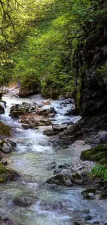 Serene forest stream with lush greenery and rocky stream path.
