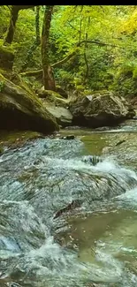 Serene forest stream with lush greenery and flowing water.