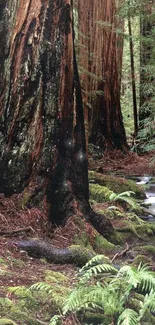 Serene forest stream with moss-covered trees.