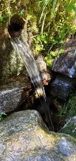 A peaceful forest stream flows over rocks.