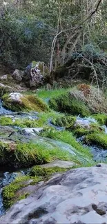 Serene forest stream with lush greenery and rocks.