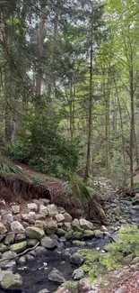 Serene forest stream with lush greenery.