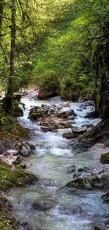 Serene forest stream with lush green foliage and cascading water.