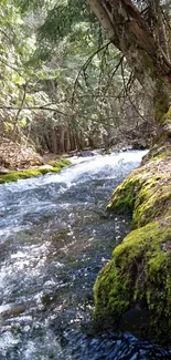 Serene forest stream with lush moss and flowing water in sunlight.